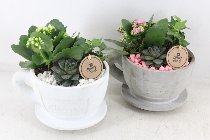 <h4>arr2 PL - Kop en schotel - roze/wit</h4>