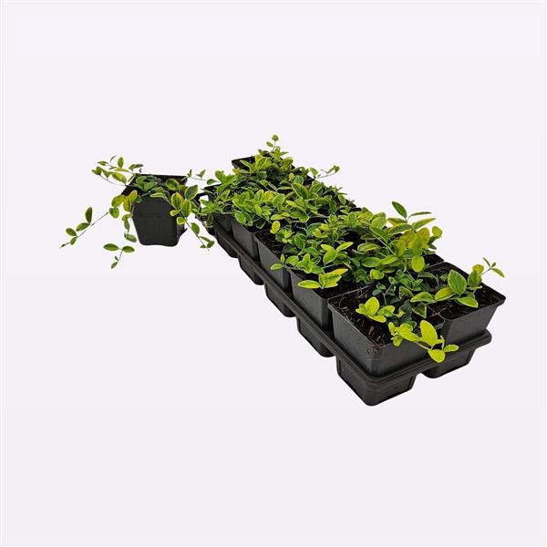 <h4>Vinca Minor 'Blue and Gold'</h4>