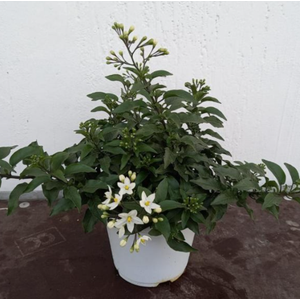 Solanum jasminoides