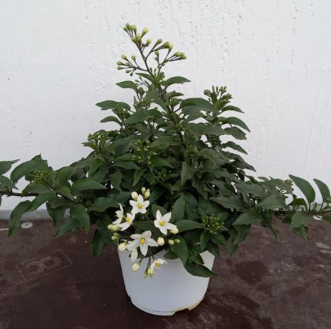 <h4>Solanum jasminoides</h4>