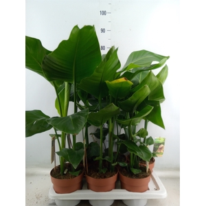 Strelitzia nicolai