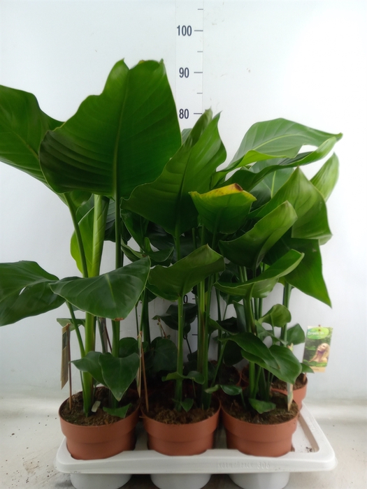 <h4>Strelitzia nicolai</h4>