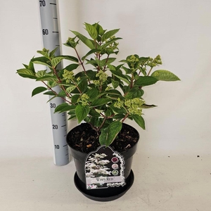 HYDR PANICULATA