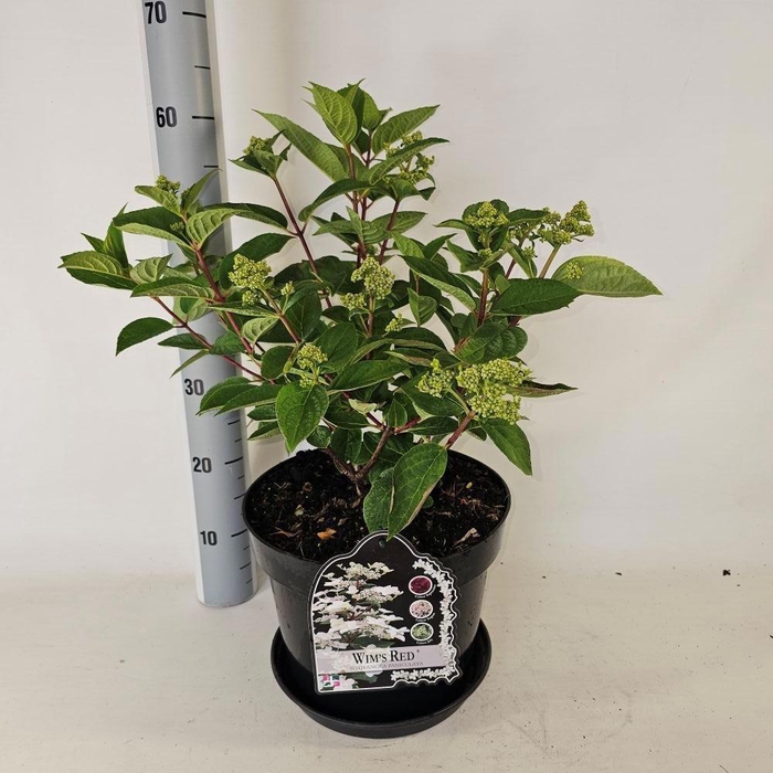 <h4>HYDR PANICULATA</h4>