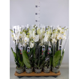 Phalaenopsis  'Ant Nottingham'