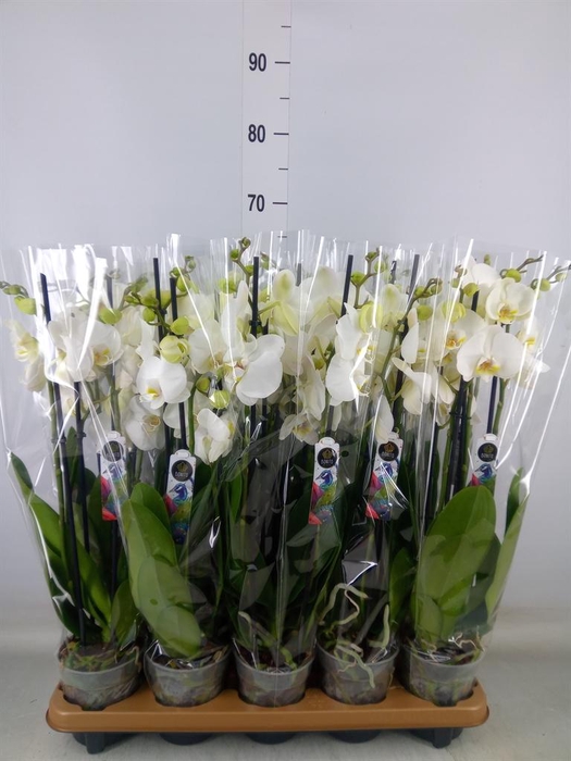 <h4>Phalaenopsis 'Ant Nottingham'</h4>
