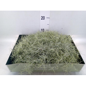 Tillandsia usneoides
