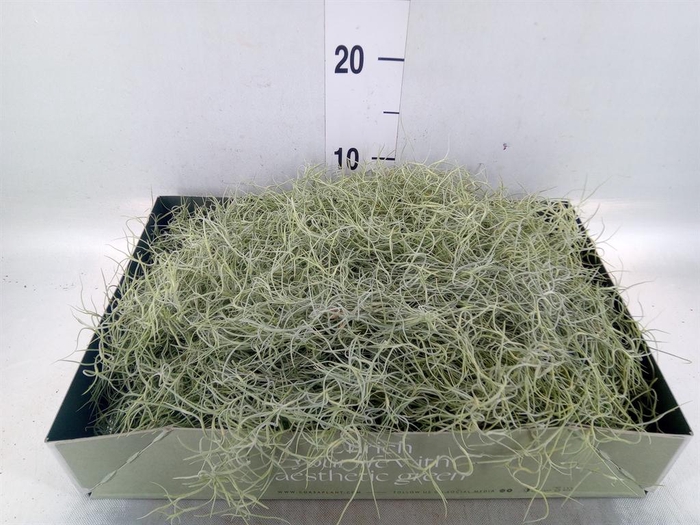 <h4>Tillandsia usneoides</h4>