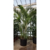 Chrysalidocarpus
