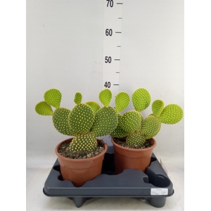 Opuntia microdasys var. pallida