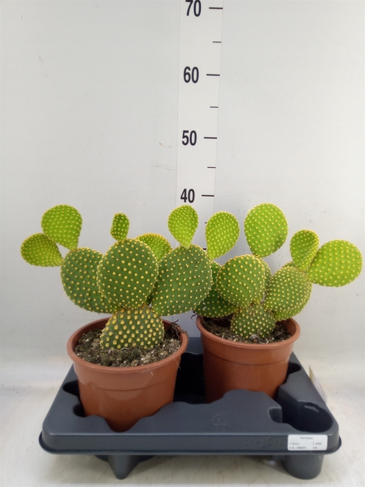 <h4>Opuntia microdasys var. pallida</h4>