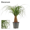 Beaucarnea recht 12 cm (Decorum)