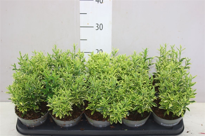 <h4>Euonymus Jap Aureovariegata</h4>