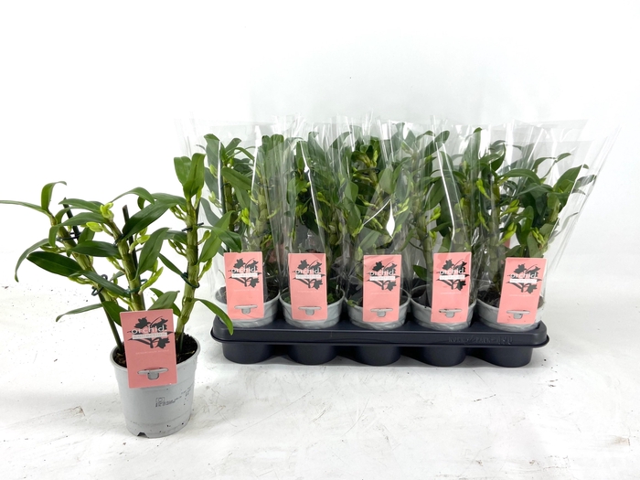 <h4>DENDR N SC APOLLON</h4>