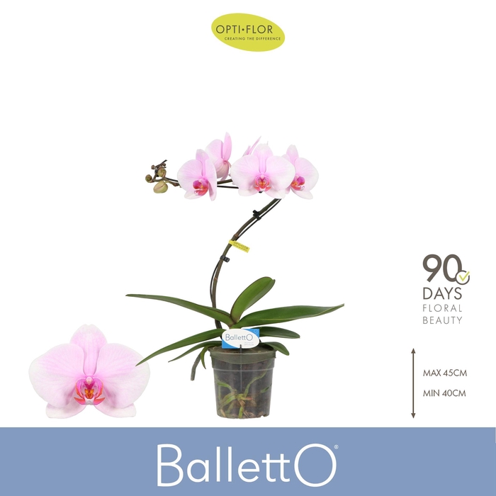 <h4>Balletto Curl 1 spike</h4>