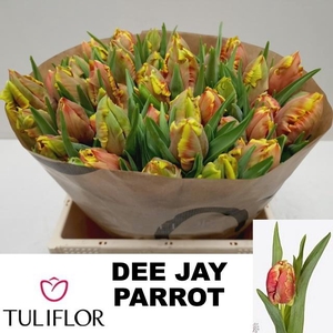 TU PA DEE JAY PARROT