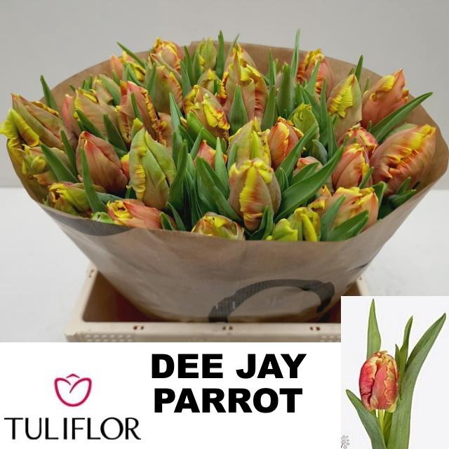 <h4>TU PA DEE JAY PARROT</h4>