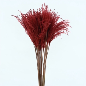 Dried Stipa Feather Red