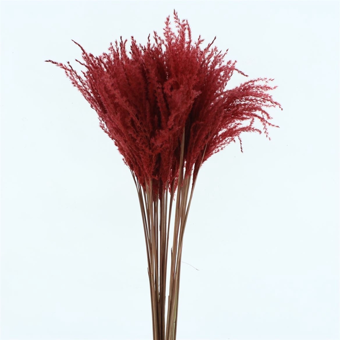 <h4>Dried Stipa Feather Red</h4>