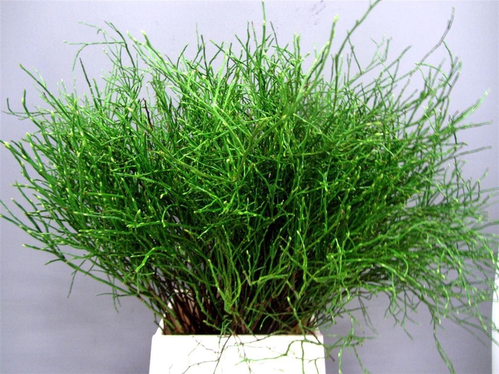 <h4>Huckleberry Per Bos</h4>