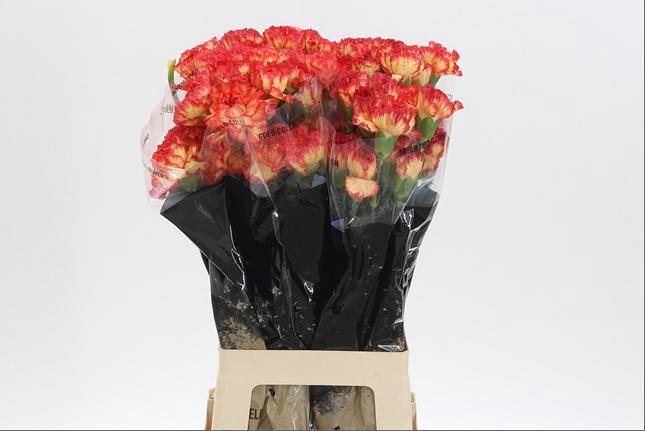 <h4>DI ST ZENIT*</h4>