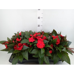 Impatiens NG 'Tamarinda Dark Red'