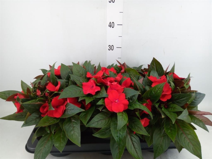 <h4>Impatiens NG 'Tamarinda Dark Red'</h4>