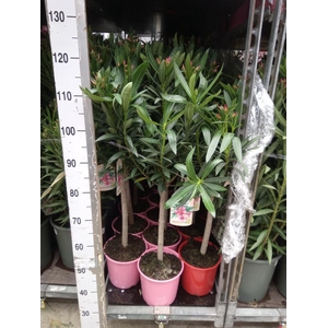 Nerium oleander   ...