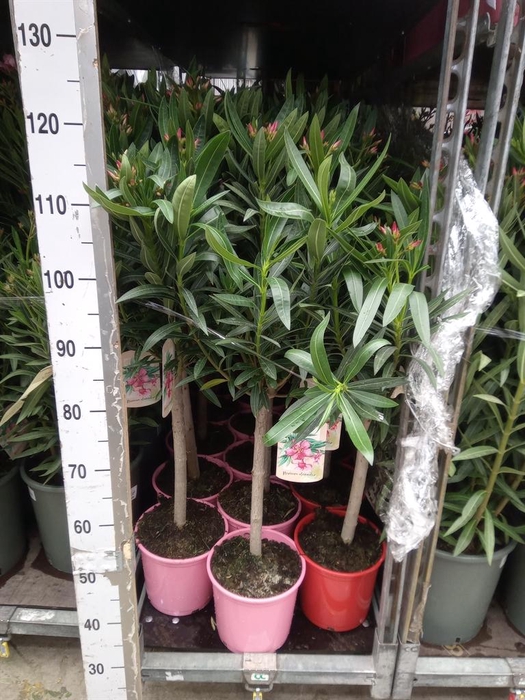 <h4>Nerium oleander   ...</h4>
