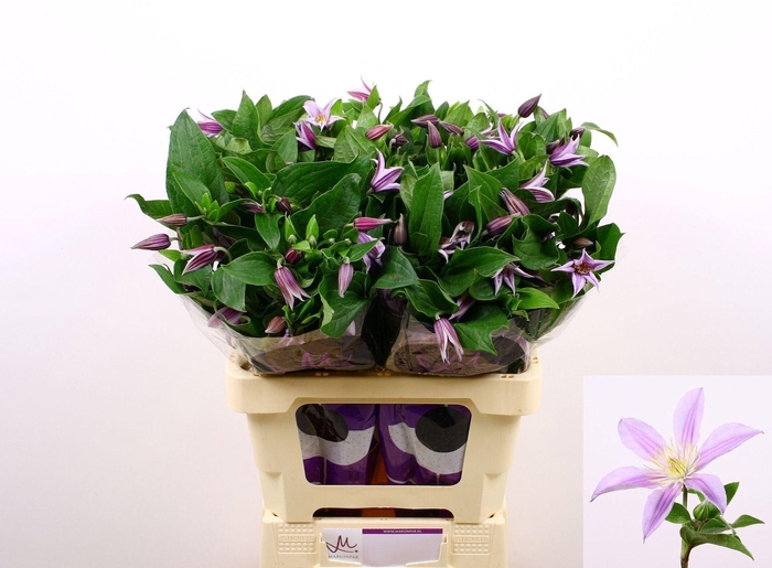 <h4>CLEMATIS DIVERSIF. 'STAR RIVER'</h4>