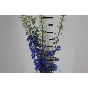 DELPHINIUM 090 CM AZUL