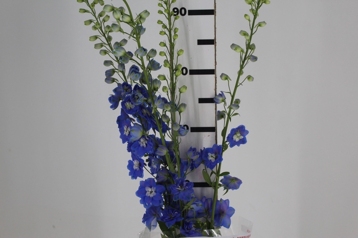 <h4>DELPHINIUM 090 CM AZUL</h4>