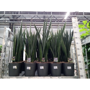 Sansevieria   ...