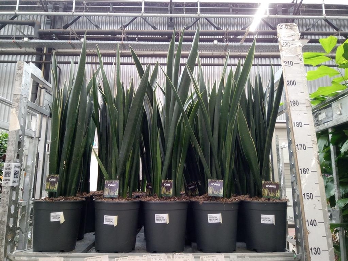 <h4>Sansevieria ...</h4>