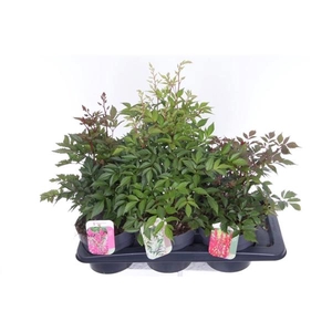 Astilbe gemengd