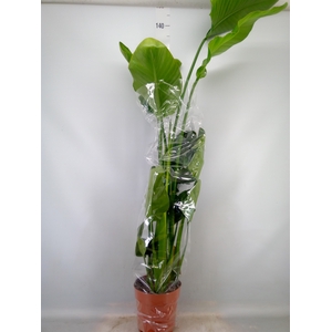 Strelitzia nicolai