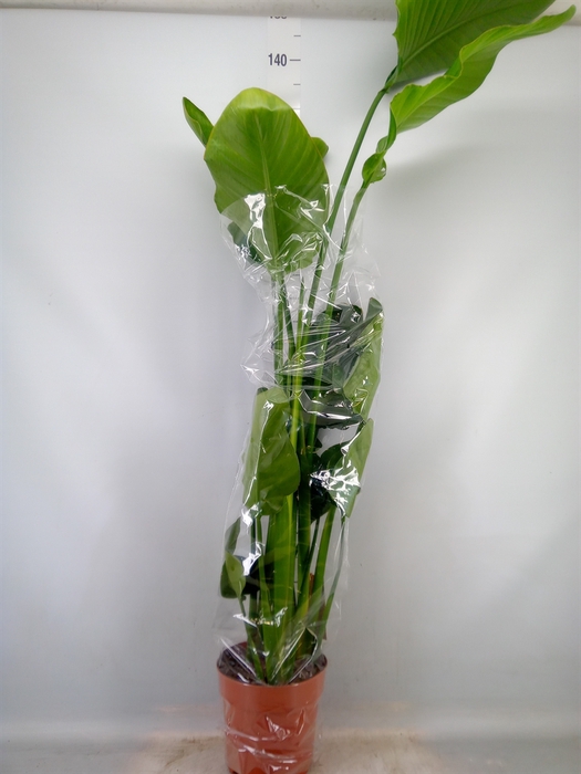 <h4>Strelitzia nicolai</h4>