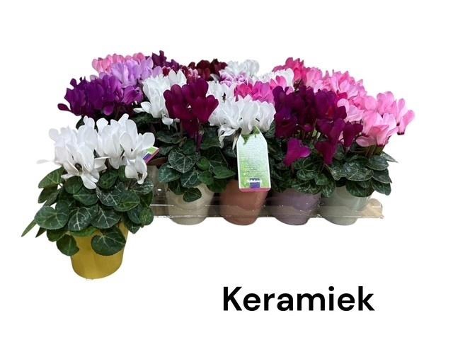 <h4>ARR CYCLAAM</h4>