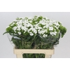 Dianthus Br White Duke
