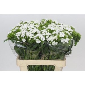 Dianthus Br White Duke