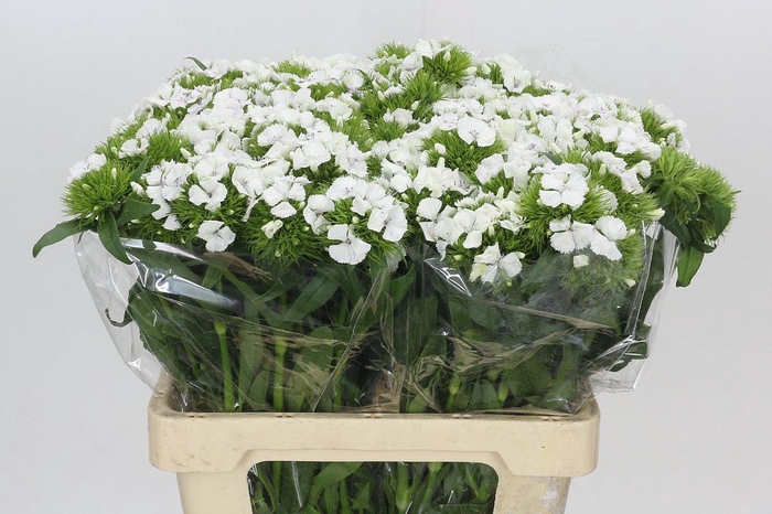 <h4>Dianthus Br White Duke</h4>