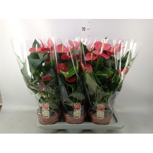 Anthurium andr. 'Felicita'