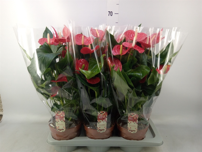 <h4>Anthurium andr. 'Felicita'</h4>