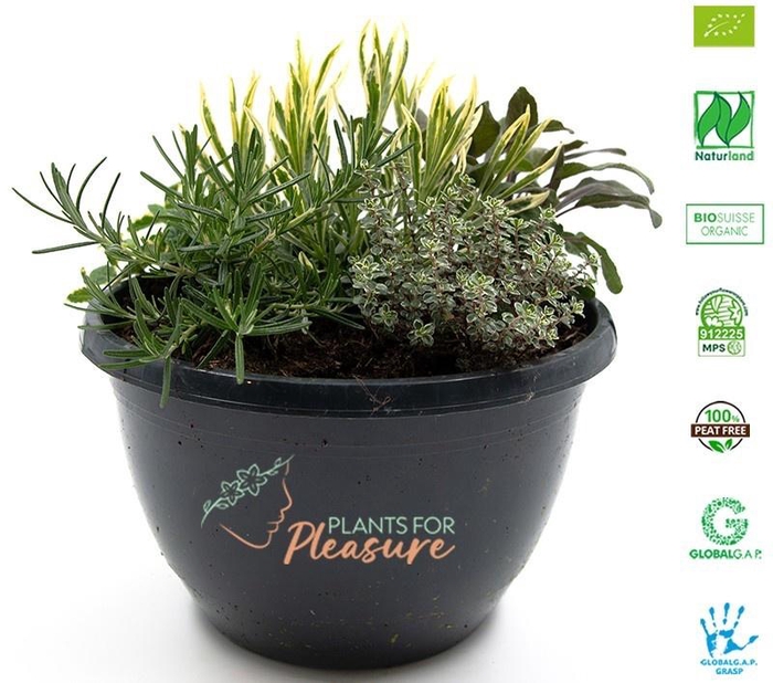 <h4>ROSMARIN OF OV</h4>