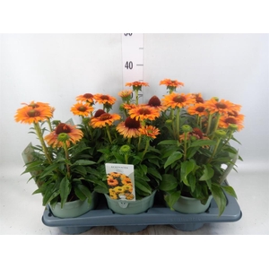 Echinacea  'SunSeekers Orange'