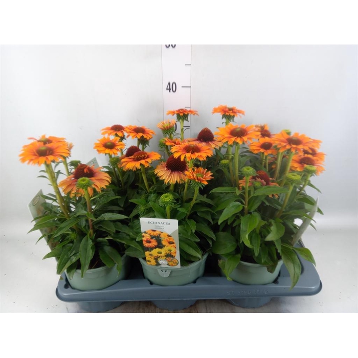 <h4>Echinacea  'SunSeekers Orange'</h4>