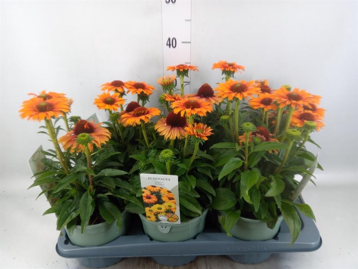 Echinacea  'SunSeekers Orange'