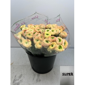 RAN CLONI SUPER TUAREG