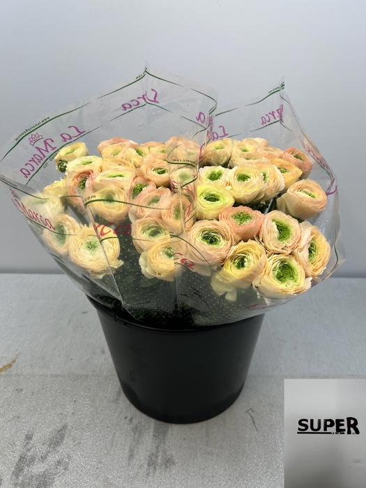 <h4>RAN CLONI SUPER TUAREG</h4>