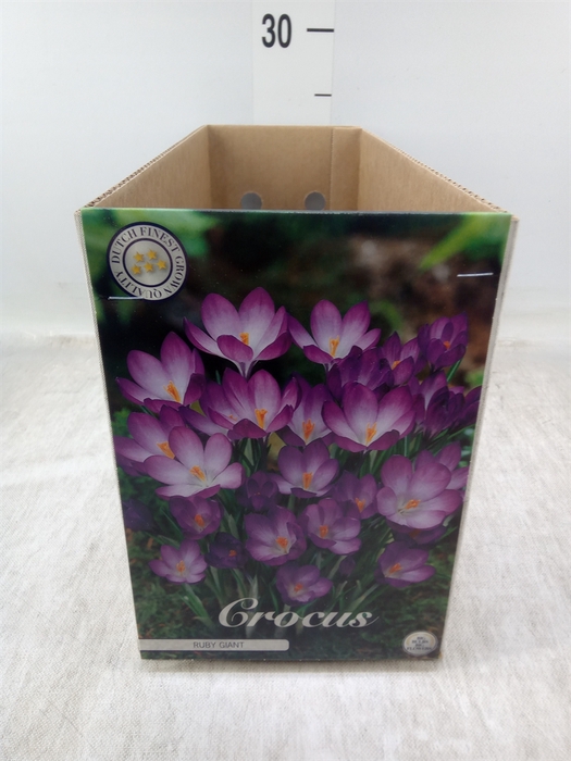 <h4>Flowerbulbs, corns or tubers   ...</h4>